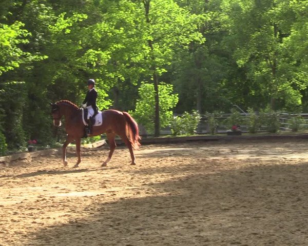 Reitturnier Rhede 2022