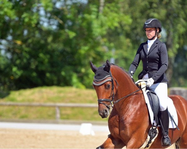 dressage horse Rockabilly 13 (Westphalian, 2016, from Rock Amour)
