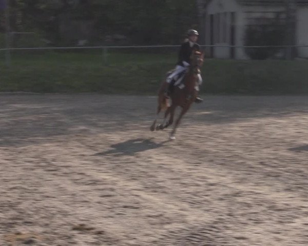 Reitturnier Lgl.-Oberhain, B95 2022