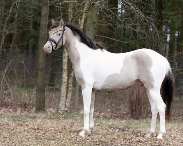 horse Champagne Hurricane (German Riding Pony, 2018, from Champagne Heartbreaker)