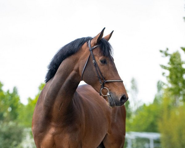 jumper Babalu Z (Zangersheide riding horse, 2016, from VDL Bubalu)