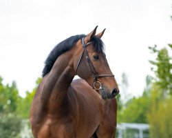 Springpferd Babalu Z (Zangersheide Reitpferd, 2016, von VDL Bubalu)