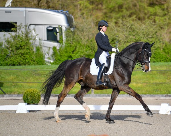 Dressurpferd Charm (Schwedisches Warmblut, 2009, von Chess)