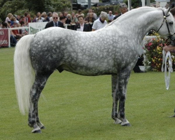 Deckhengst Kingstown Fionn (Connemara-Pony, 2002, von Monaghanstown Fionn)