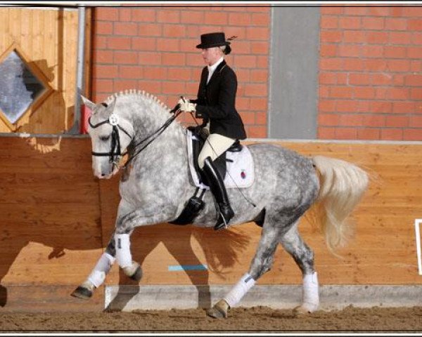 Deckhengst Idano (Sächs.-Thür. Schweres Warmbl., 2006, von Indygo)