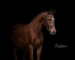 Dressurpferd Captain Chris (Deutsches Reitpony, 2018, von Classic Dancer III)
