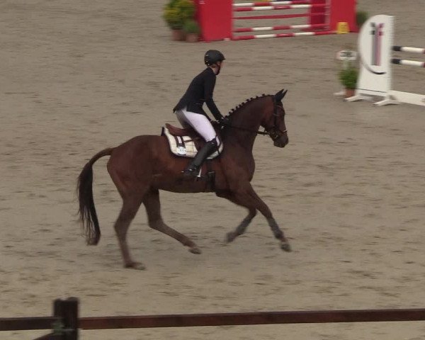 Reitturnier Westergellersen 2022