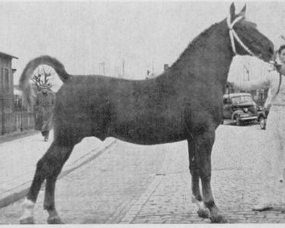Deckhengst Luitenant (Gelderländer, 1947, von Graaf van Wittenstein)