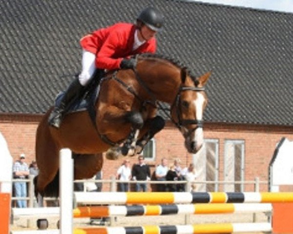 jumper Cross My Heart (Danish Warmblood, 2006, from Heartbeat)