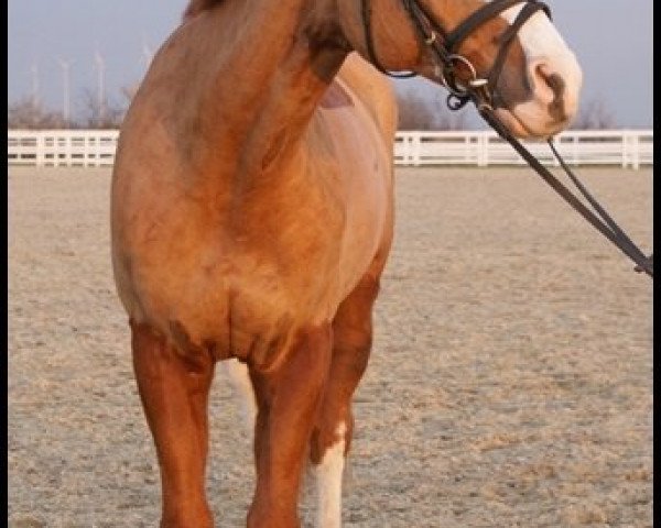 Pferd Davignon 17 (Trakehner, 1997, von Graziello)