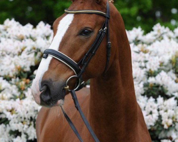 dressage horse Fiorano 8 (Oldenburg, 2008, from Faustinus)
