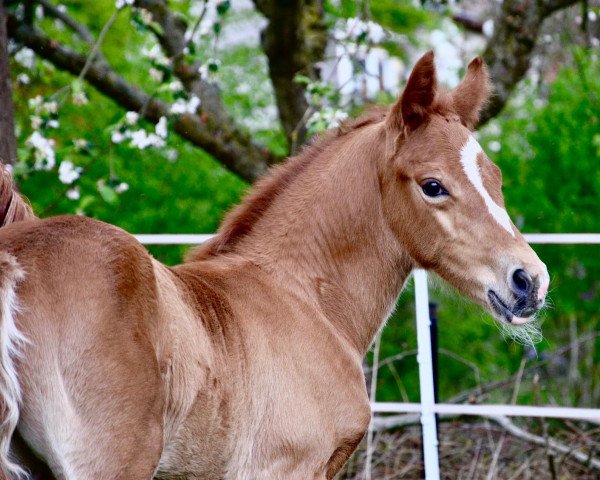 horse Heli's Divine S (Westphalian, 2020, from Herzkönig NRW)