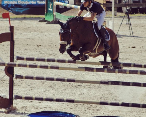 Pferd Ziggy Ziggy Z (Zangersheide Reitpferd, 2011, von Zirocco Blue)