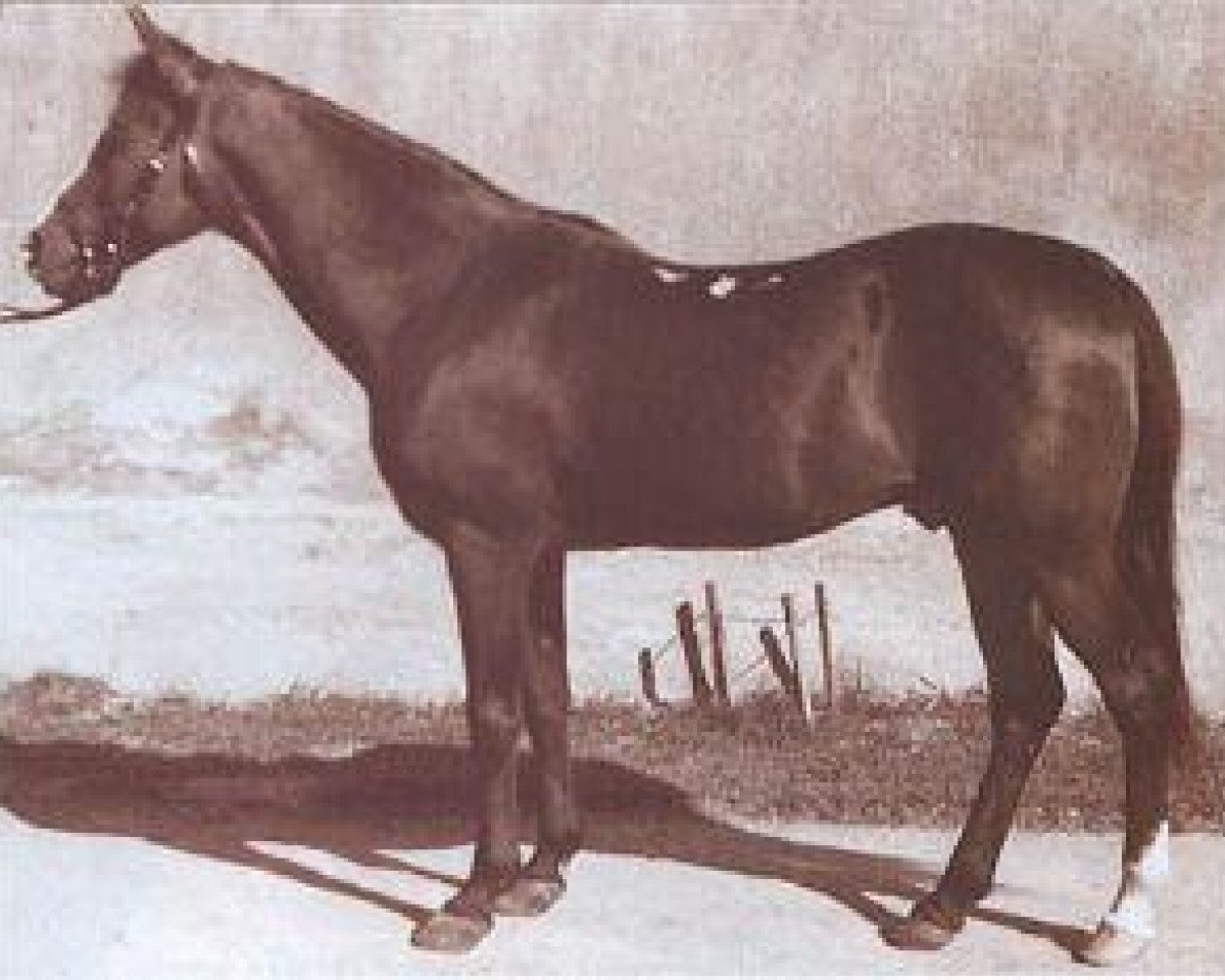stallion Kuhaylan Zaid RAS (Arabian purebred, 1923, from Kuhaylan Abu Junub RAS)