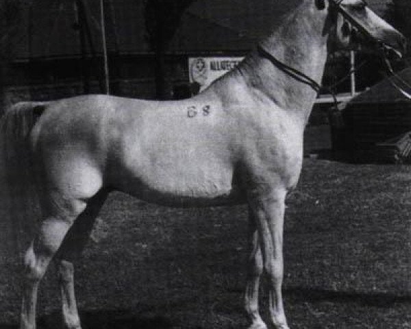 Deckhengst Shagya XXXVI (Shagya-Araber, 1948, von Shagya XXXII) Deckhengst Shagya XXXVI (Shagya-Araber, 1948, von Shagya XXXII)