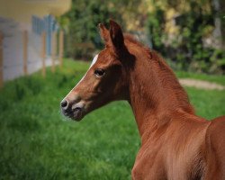broodmare Fenomenale Edoste (Oldenburg, 2022, from Toto Gold)
