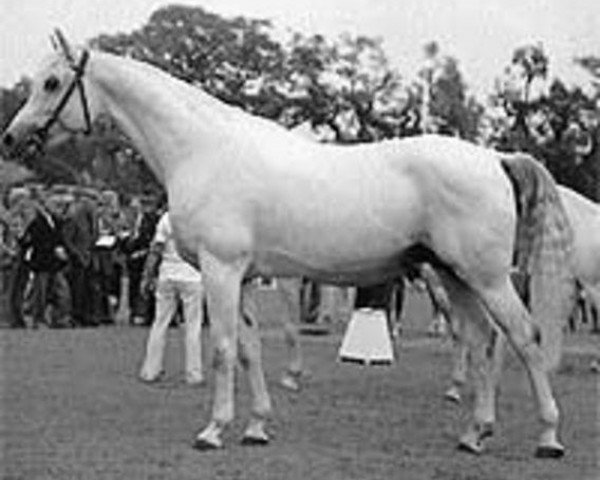 stallion Amor 1971 ShA (Shagya Arabian, 1971, from Czardas ShA)