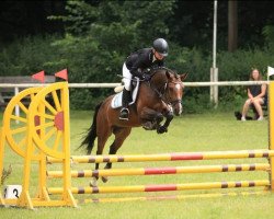 jumper Louisiana 173 (Pony without race description, 2016, from Unbekannt Pony)