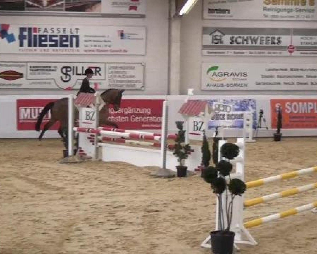 Springhest Sandro Khan (Hanoveraner, 2009, fra Sir Shutterfly) - Hallenspringturnier in Borken 16.02.2013
10 Springpferdeprüfung Kl A*
