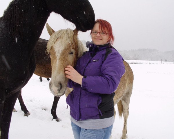 horse Aramis (14,06% ox) (Edelbluthaflinger, 2012, from Allgaier (8,59% ox))