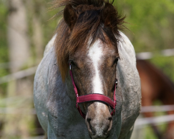 horse Diamond in the Sky (German Riding Pony, 2021, from Del Piero 25)