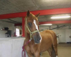 Springpferd Desperado 235 (Deutsches Reitpony, 2005)