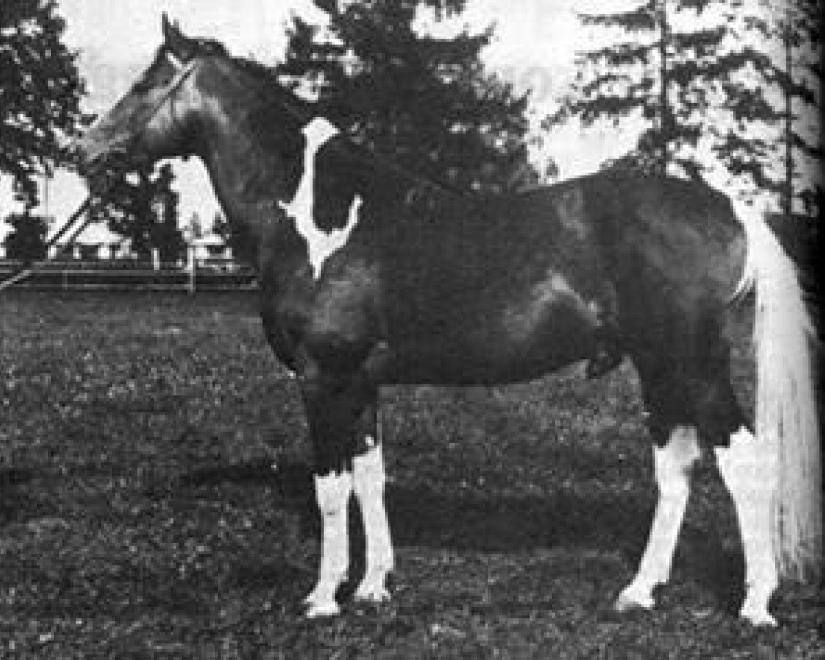 dressage horse Markiz 1971 (Polish Warmblood, 1971, from Ront 1958)