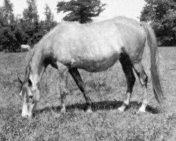 broodmare Nasifa 1924 ox (Arabian purebred, 1924, from Skowronek 1909 ox)