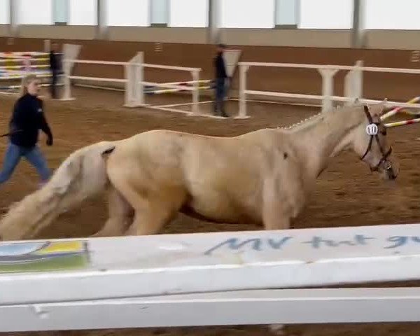 Video of Goldforever AS