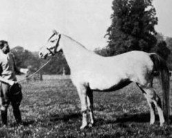 broodmare Neraida 1928 ox (Arabian purebred, 1928, from Nureddin II 1911 ox)