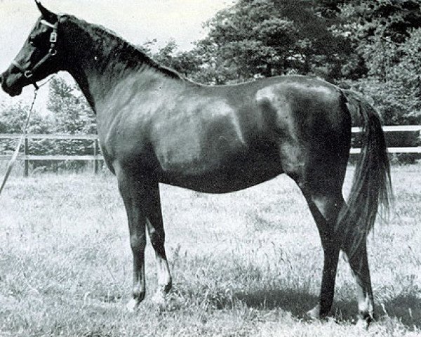 broodmare Tehoura 1946 ox (Arabian purebred, 1946, from Radi 1925 ox)