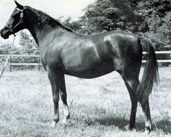broodmare Tehoura 1946 ox (Arabian purebred, 1946, from Radi 1925 ox)
