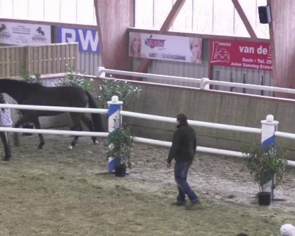 Zuchtstute Askona (Rheinländer, 2009, von Argentinus)