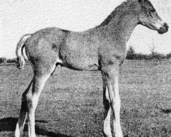 broodmare Bashida 1952 ox (Arabian purebred, 1952, from General Grant 1945 ox)