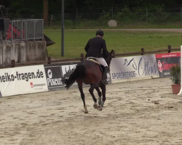 Reitturnier Westergellersen 2022