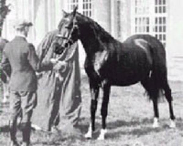 stallion Naufal 1916 ox (Arabian purebred,  , from Sotamm 1910 ox)