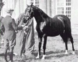 stallion Naufal 1916 ox (Arabian purebred,  , from Sotamm 1910 ox)