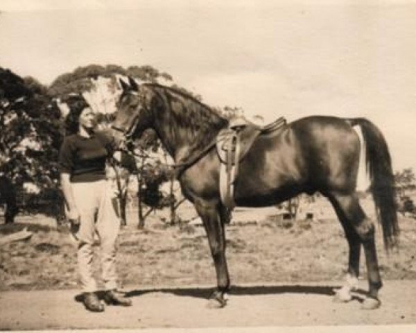 stallion Riffal 1936 ox (Arabian purebred, 1936, from Naufal 1916 ox)