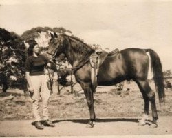 stallion Riffal 1936 ox (Arabian purebred, 1936, from Naufal 1916 ox)