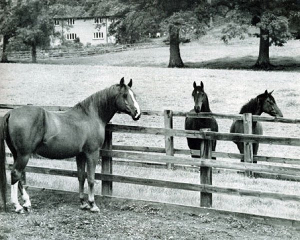 stallion General Grant 1945 ox (Arabian purebred, 1945, from Raktha 1934 ox)