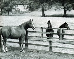 stallion General Grant 1945 ox (Arabian purebred, 1945, from Raktha 1934 ox)