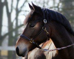 dressage horse Da Vinci 289 (German Riding Pony, 2008, from Three-Stars Dumbledore)