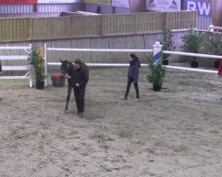 Springpferd Malachit (Deutsches Reitpony, 2009, von Miraculix)