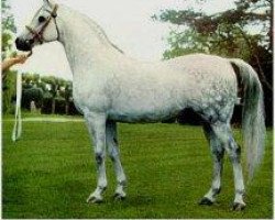 stallion Raktha 1934 ox (Arabian purebred, 1934, from Naseem 1922 ox)