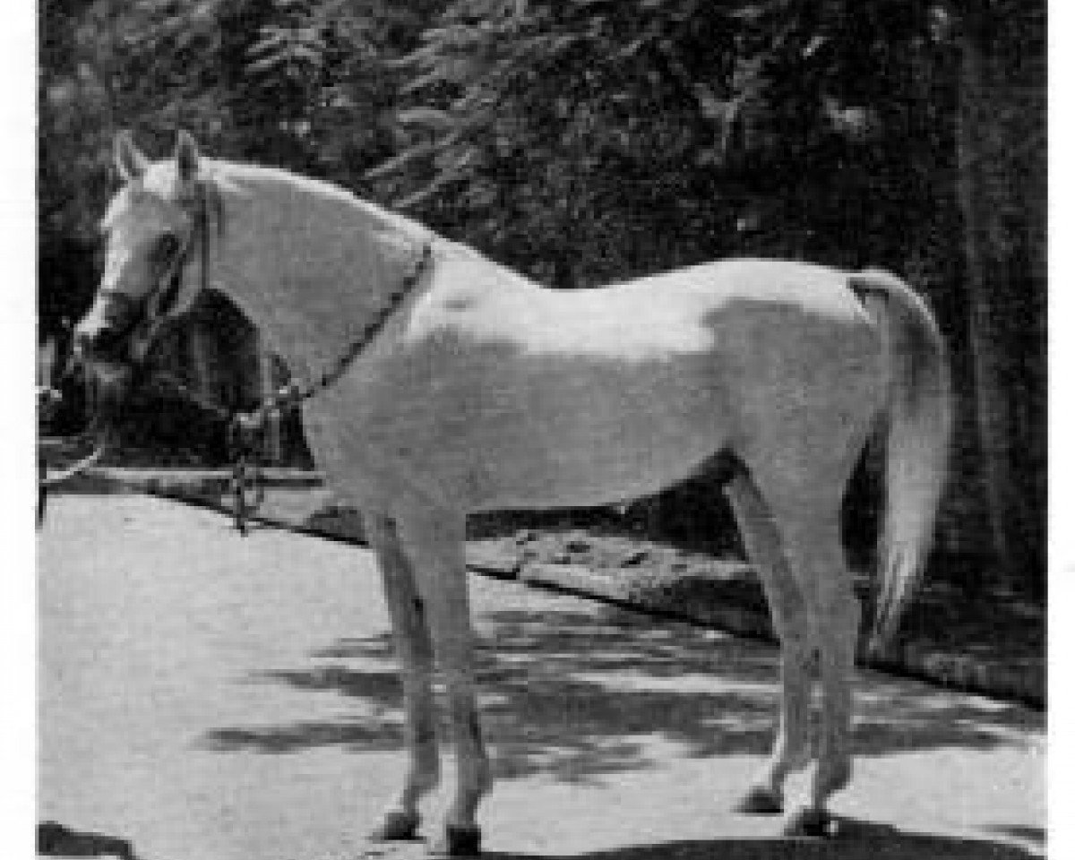 stallion Ibn Fakhri Korayem 1952 EAO (Arabian purebred, 1952, from Nazeer 1934 RAS)