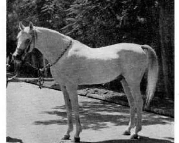 stallion Ibn Fakhri Korayem 1952 EAO (Arabian purebred, 1952, from Nazeer 1934 RAS)