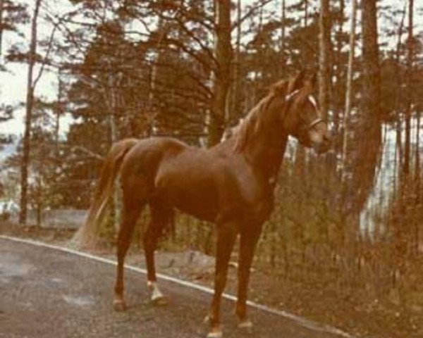 stallion Ibn Mahasin 1965 ox (Arabian purebred, 1965, from Ibn Fakhri Korayem 1952 EAO)