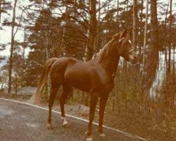 stallion Ibn Mahasin 1965 ox (Arabian purebred, 1965, from Ibn Fakhri Korayem 1952 EAO)