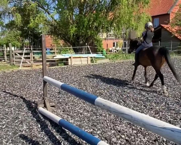 Video of Hamy