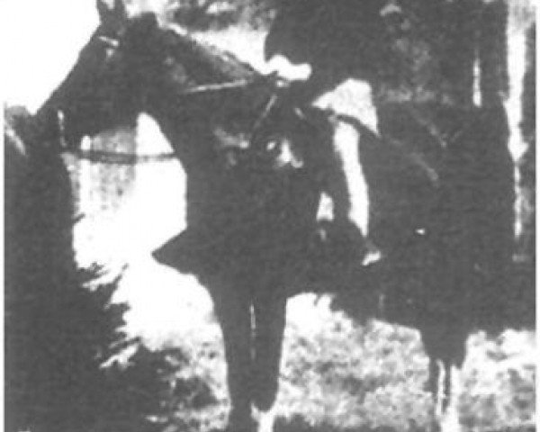 broodmare Rijma 1911 ox (Arabian purebred, 1911, from Rijm 1901 ox)